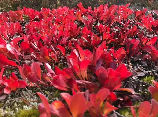 Iso-syoetteen Pilikki * Syöte